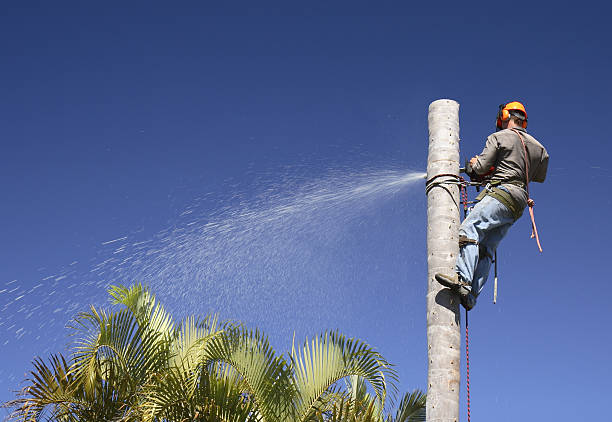 Leaf Removal in Makakilo, HI