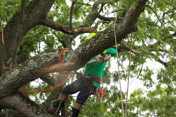 How Our Tree Care Process Works  in  Makakilo, HI